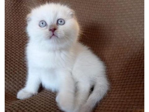 Buz mavi gözlü scottish fold yavru