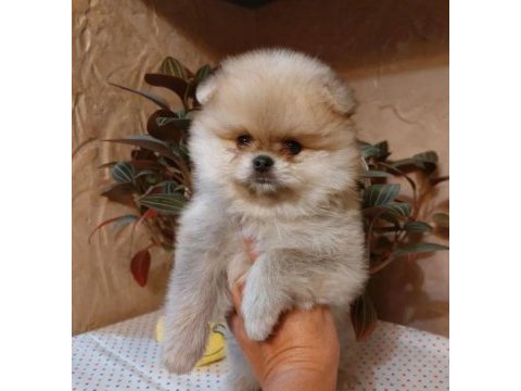 Yavru pomeranian yavru köpekler