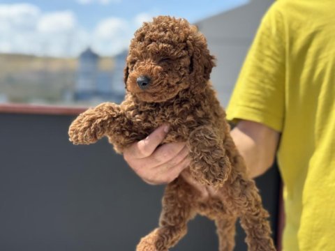 Ankarada  ziyarete açık kore toy poodle yavrularımız