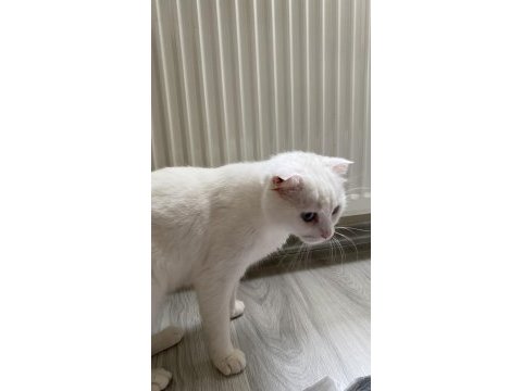 2 yaşında sevecen kedimiz