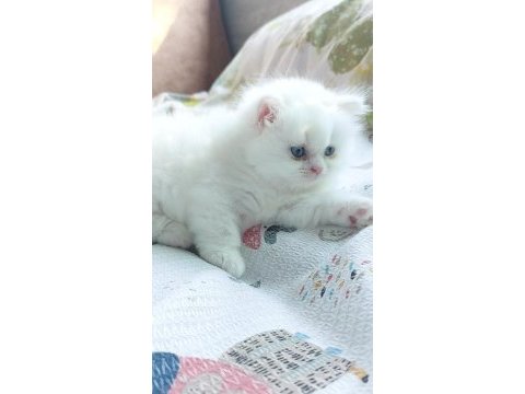 Eşsiz güzellikte erkek ve dişi british longhair yavrular