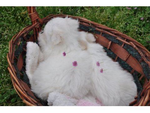 Maltese yavrular