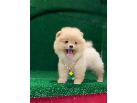 Blacks petshop garantisiyle pomeranian boo yavrularımız