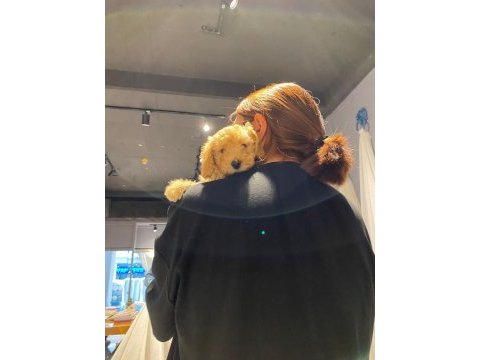 Çiş eğitimli toy poodle