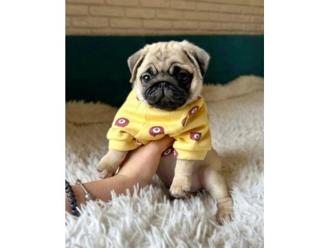 Üst kalite pug dişi