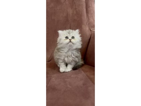 British longhair n11 dişi