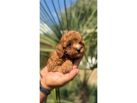 Yasal üreticiden safkan toy poodle yavruları