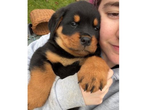 Türkiyenin en güvenilir çiftliğinden rottweiler