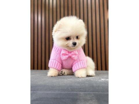 Show kalite pomeranian boo yavrular