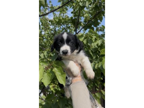 Sevimli ırk garantili border collie yavrular