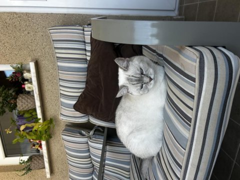 Blue point british shorthair 3 yaşında