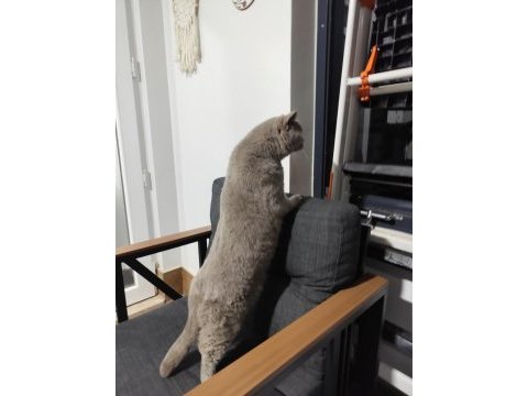 British shorthair ev kedisi