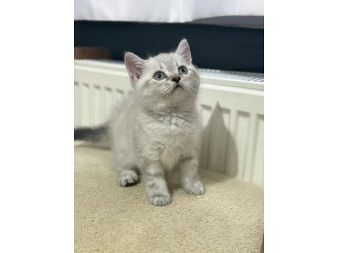 Mama ve bakım (uyguna) british shorthair