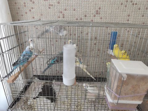 Yavru muhabbet kuşu