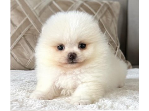 Pomeranian boo beyaz tea cup dişi