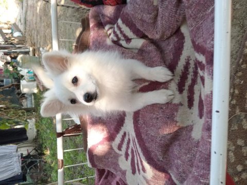 Pomeranian kimliği var doğum tarihi 10/07/2024