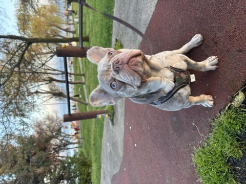 French bulldog oğluma dişi arıyorum