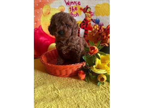Anne yanından toy poodle bebekler