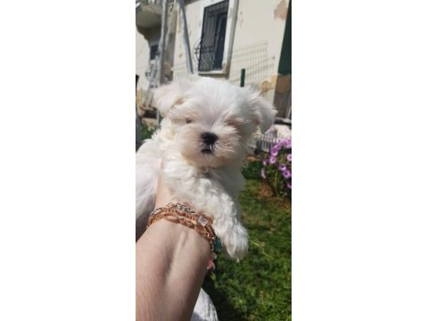 Orjinal kore maltese yavrularımız