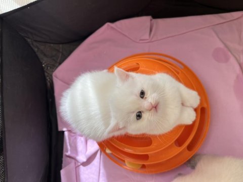 British shorthair kardeşler