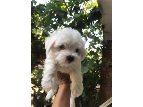 Maltes terrier türk-kore yavrular