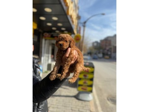 A kalite toy poodle yavrular