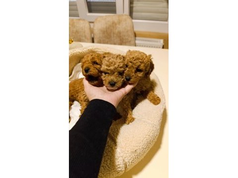 Kıvır kıvır toy poodle
