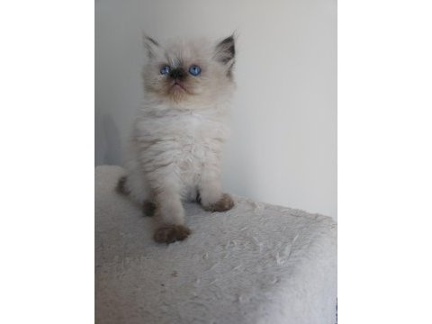 Safkan iran kedi yavruları