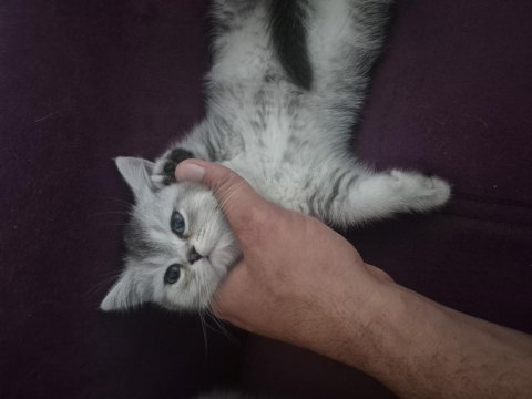 2 aylık british shorthair