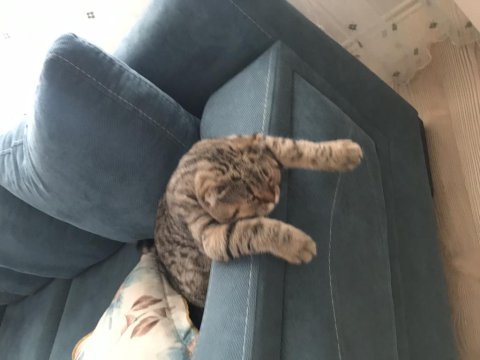 Çok akıllı uysal scottish fold kedimiz zeus