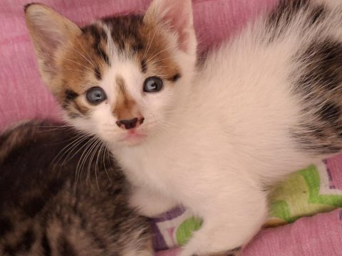 Yavru kedilerimi ücretsiz sahiplendiriyorum