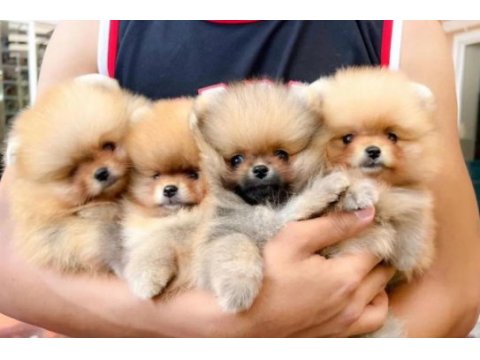 Pomeranian bebekler için ulaşın