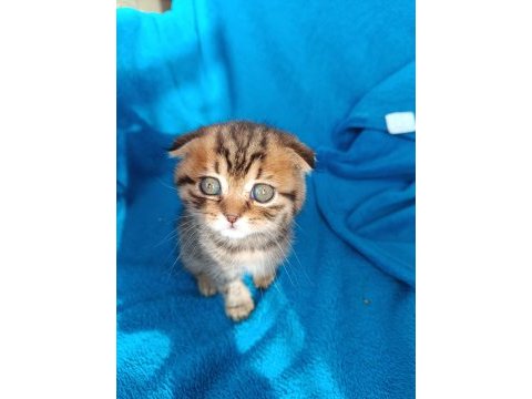 Erkek scottish fold erkek