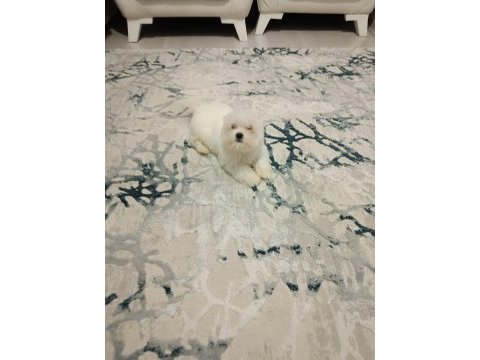 Kore kan maltese bebek harika