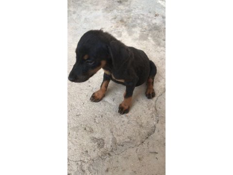 Sahiplendirme doberman