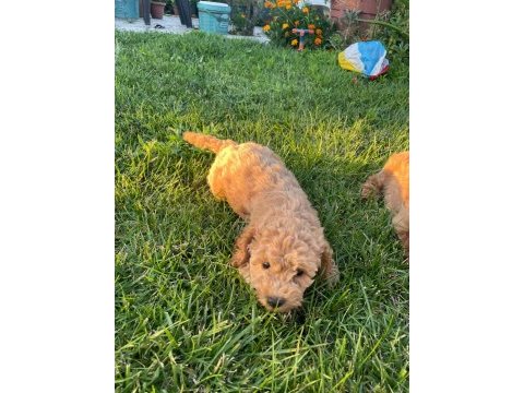 Cockapoo bebekler