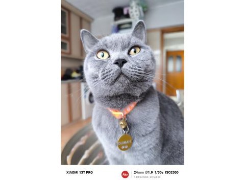 Bal gözlü british shorthair