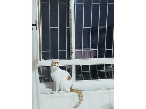 Bücür kedimize acil yuva arıyoruz