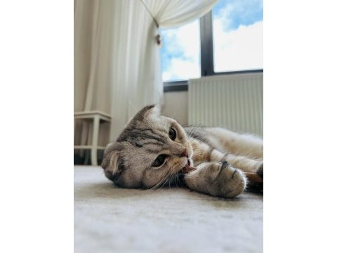 Dünyalar yakışıklısı erkek scottish fold