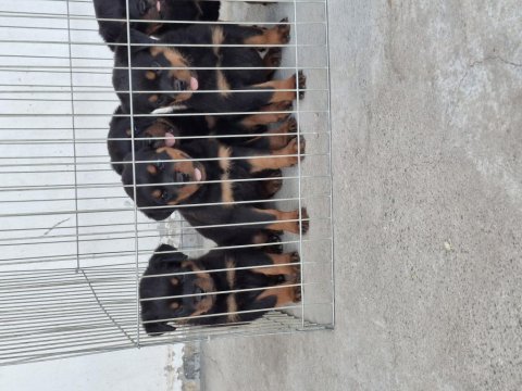 A şecereli köpekler macar koca kafa küt burun