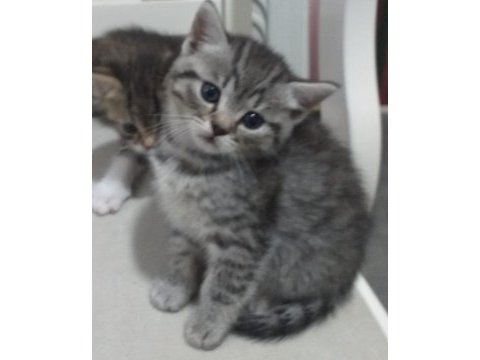 Sevimli safkan british longhair bebişlerim