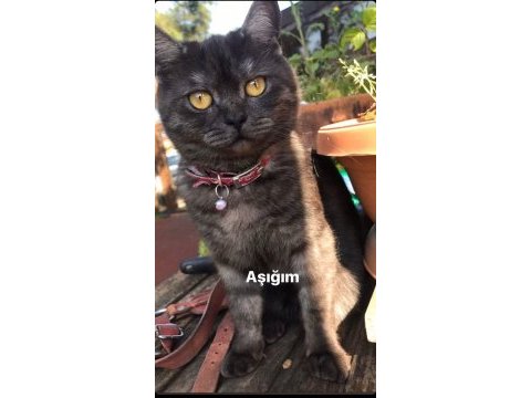 British shorthair kısır dişi kedimiz