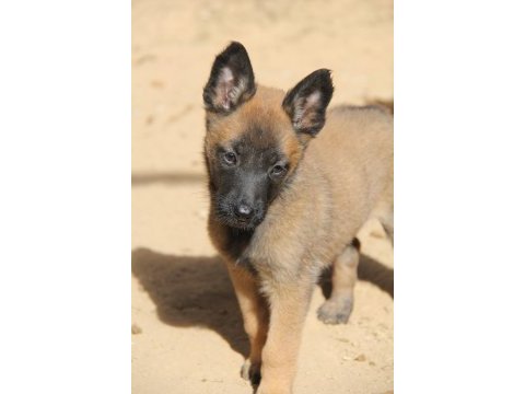 Safkan ırk garantili malinois yavrular