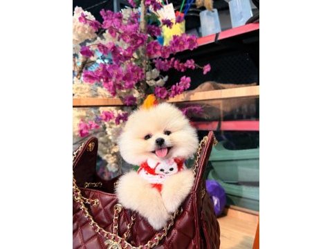 Sağlık ve ırk garantili pomeranian