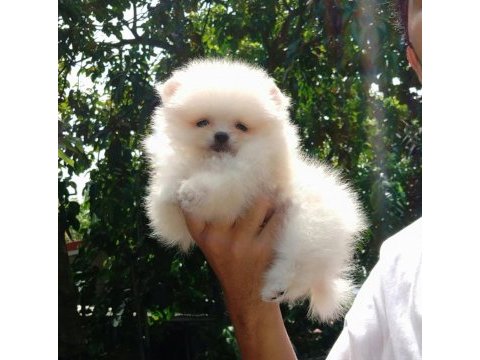 Kartopu pomeranian bebekler geldi