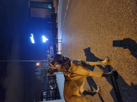 4 yaşında melez karakteri uysal uyumlu bir köpeğimiz