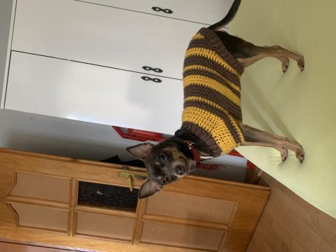 8 aylık orjinal 2 numara pinscher