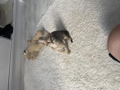Bu güzel kıza yuva tekir