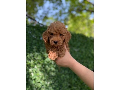 Minik kalpli poodle patimin kocaman sevgisi