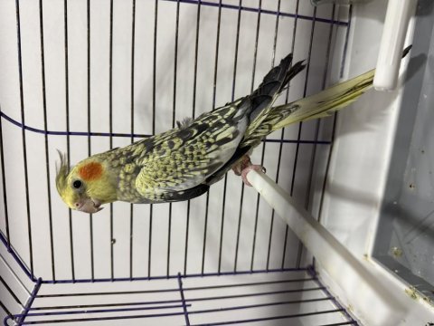 Erkek çok güzel jumbo sultan al götür kaçırma